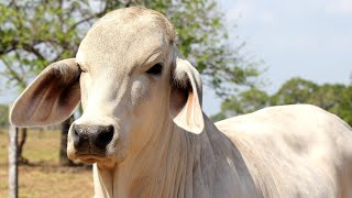 REAL COW VIDEOS REAL COW SOUNDS  Cow Video [upl. by Anselma]