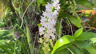 Aerides odorata [upl. by Notnirt464]