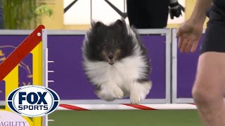 BOSS the Shetland Sheepdogs clean run clinched the 16quot class  FOX SPORTS [upl. by Bultman547]