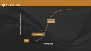 Overview of qPCR [upl. by Latashia]