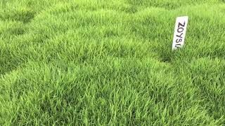 No Mow Grass  Zoysia tenuifolia [upl. by Trainer141]