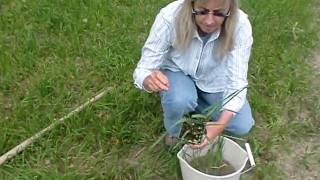 Susan describes propagation of Spirit sweetgrass in detail [upl. by Eilrak]