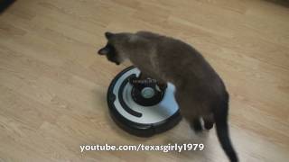 Cat shows HOW TO use iRobot Roomba Vacuum [upl. by Alakam310]