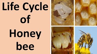 Life cycle of Honey bee [upl. by Annohsak]