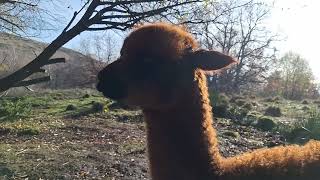 Alpacas de Gredos The Three Cria [upl. by Alyel271]