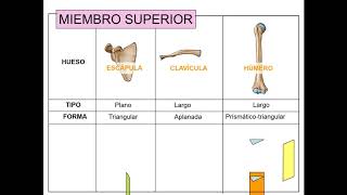 Huesos de miembro superior [upl. by Babs]