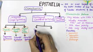 EPITHELIUM  Classification  Basic Histology [upl. by Leede386]