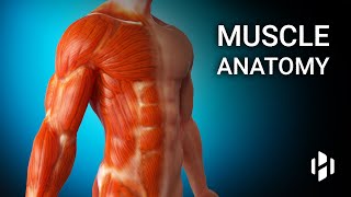 Anatomy of Human Muscles [upl. by Fessuoy339]