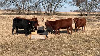 New Mineral Feeder for The Cattle [upl. by Toulon268]