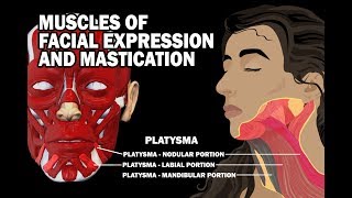 MUSCLES OF FACIAL EXPRESSION AND MASTICATION [upl. by Nuahsor]