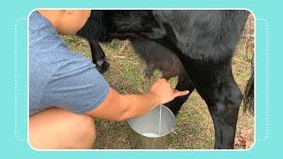 How to Milk a Cow by Hand [upl. by Niple]