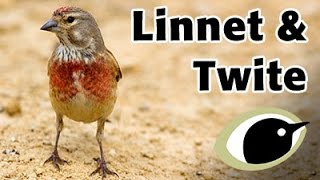 BTO Bird ID  Linnet and Twite [upl. by Ebag]