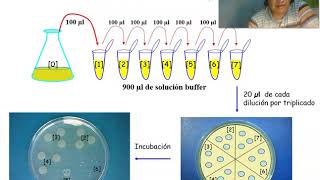 Recuento bacteriano [upl. by Thomajan]