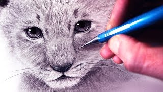 How to Draw a Lion Cub [upl. by Roshelle156]