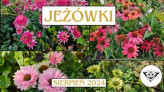 Jeżówki [upl. by Eirbua890]