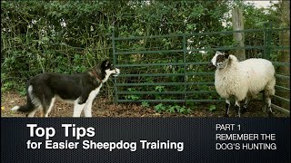 Top Tips for Sheepdog Training Part 1 Remember the Dogs Hunting [upl. by Swartz]