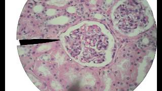 Histology for Beginners [upl. by Burrton]