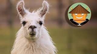 QUÉ PASA CON LAS LLAMAS I Mini Documental [upl. by Anivlis]