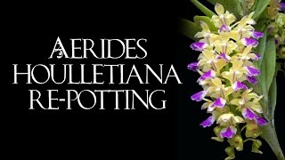 Aerides houlletiana repotting [upl. by Mosnar]