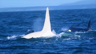 3 Years After This White Killer Whale Vanished A Scientist Made An Incredibly Rare Sighting [upl. by Chelsy799]