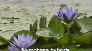 fragrant water lily Nymphaea odorata [upl. by Aninay]