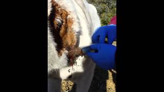 Horse Abscess Being Lanced [upl. by Ydnor]