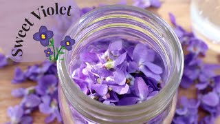 Sweet Violet Identification amp Infused Vinegar Viola Odorata [upl. by Elokin]