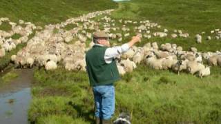 Working Bearded Collie Sheepdogs Driving One Thousand Sheep  Version 2 [upl. by Darn]