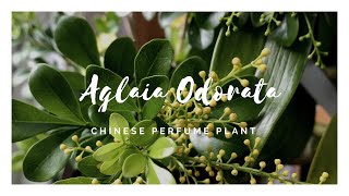 Aglaia Odorata  米兰花  The Chinese Perfume Plant [upl. by Yuh263]