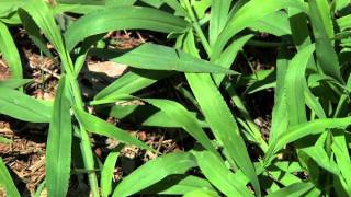 Identifying Grassy Weeds Goosegrass and Crabgrass [upl. by Tennes]