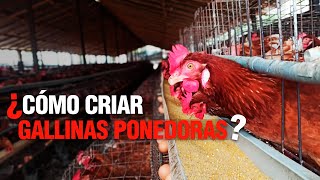 La Crianza de GALLINAS PONEDORAS o de POSTURA  Paso a Paso [upl. by Nicolais]