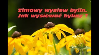 Jak wysiewam byliny zimą  Liatra Lawenda Jeżówka [upl. by Salita]