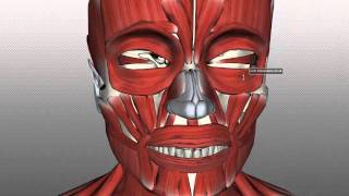 Muscles of Facial Expression  Anatomy Tutorial PART 1 [upl. by Shulman]