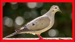 Mourning Dove Song Mourning Dove Call Mourning Dove Sound  Huilota Común Canto  Zenaida Macroura [upl. by Imuy]