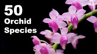 50 Orchid Species Name  Orchid Flower  Types of Orchid With Pictures and Names [upl. by Shuman187]