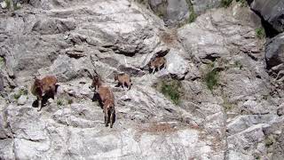 Mountain Mothers Markhor Conservation Jammu amp Kashmir [upl. by Hallam]