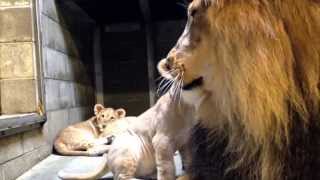 Lion Cubs Meet Dad  Cincinnati Zoo [upl. by Mariko]