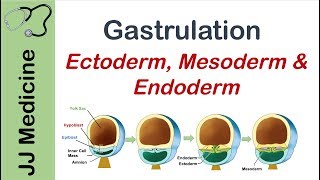 Gastrulation  Formation of Germ Layers  Ectoderm Mesoderm and Endoderm [upl. by Essilevi407]