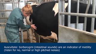 Abdominal examination in ruminants [upl. by Godfree]