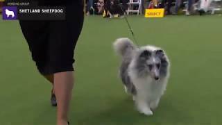 Shetland Sheepdogs  Breed Judging 2020 [upl. by Keegan211]