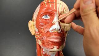 MUSCULAR SYSTEM ANATOMYMuscles of facial expression model description [upl. by Aynotahs]