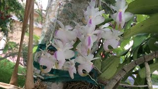 Aerides odorata 2016 [upl. by Alegnasor445]