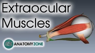 Extraocular Muscles  Eye Anatomy [upl. by Manton]