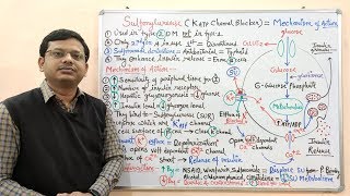 Diabetes Mellitus Part10 Mechanism of Action of Sulfonylurease  Antidiabetic Drugs  Diabetes [upl. by Sebbie]