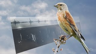 LINNET SONGS – Carduelis cannabina [upl. by Scurlock]