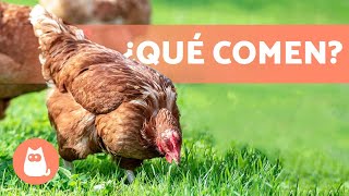 𝗔𝗟𝗜𝗠𝗘𝗡𝗧𝗔𝗖𝗜𝗢́𝗡 𝗱𝗲 𝗹𝗮𝘀 𝗚𝗔𝗟𝗟𝗜𝗡𝗔𝗦  ¿Qué Comen las Gallinas [upl. by Genevieve]