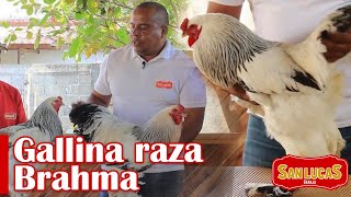 Gallina Brahma  Las gallinas gigantes  Granja San Lucas [upl. by Beuthel]