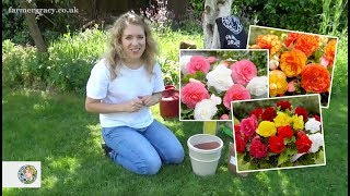 How to plant Begonias cormstubers  FarmerGracycouk [upl. by Rogers]