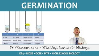 Plant reproduction  Germination  GCSE Biology 91 [upl. by Jereme]