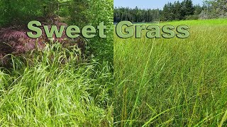 Swite  Sweet Grass [upl. by Nowed]